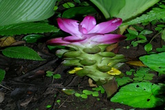 Curcuma pseudomontana